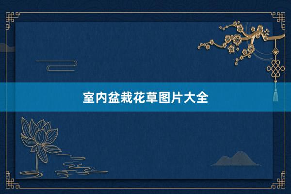 室内盆栽花草图片大全